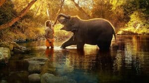 The Elephant Whisperers review: Calming tale about the bonds between people and elephants 1
