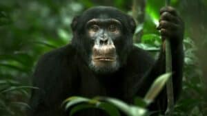 Chimp Empire review: Calm world of chimpanzees offers enough drama 1
